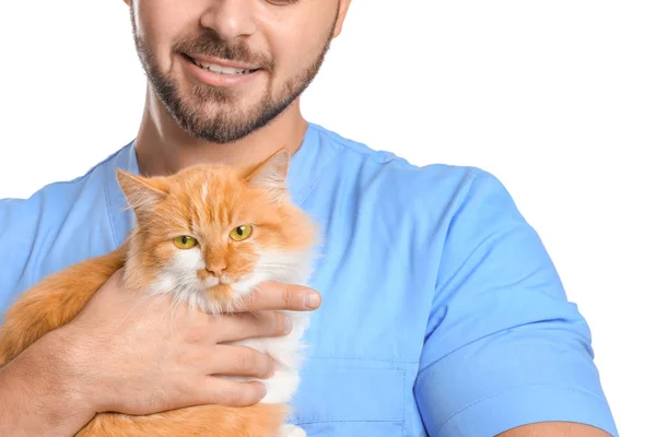 Male veterinarian with cute cat on white background, closeup