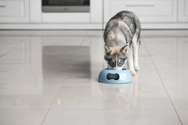 Cachorro husky divertido comiendo de un tazón en la cocina — Foto de Stock