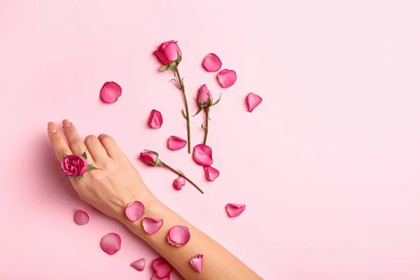 Female hand with beautiful rose flowers on color background — Stock Photo, Image