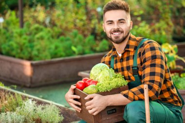 Serada hasat yapan erkek bahçıvan