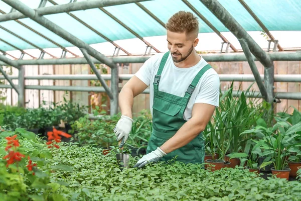 Guapo jardinero masculino trabajando en invernadero — Foto de Stock