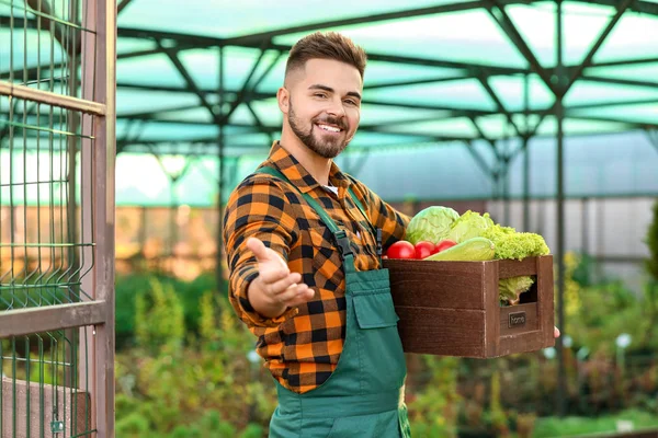 Férfi kertész betakarítással az üvegházban — Stock Fotó