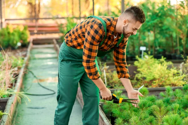 Guapo jardinero masculino trabajando en invernadero — Foto de Stock