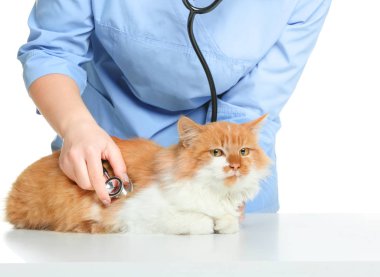 Beyaz arka planda şirin kediyi muayene eden kadın veteriner, yakın plan.