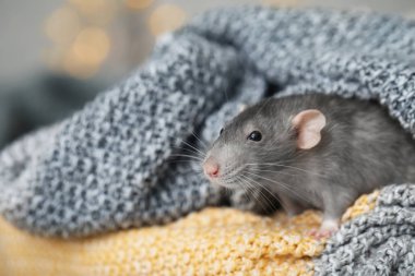 Kareli gömlekli şirin fare, yakın plan.