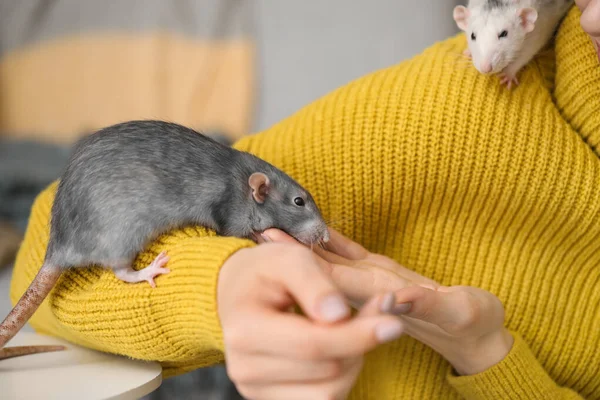 Young woman with cute rats at home, closeup — Stock Photo, Image