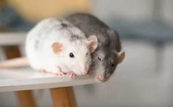Söta råttor på bordet i rummet — Stockfoto
