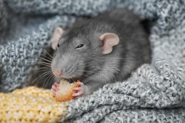 Söt råtta med välsmakande mellanmål sittande i rutig — Stockfoto
