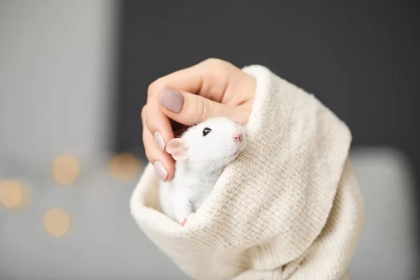 Cute rat sitting in sleeve, closeup — Stock Photo, Image