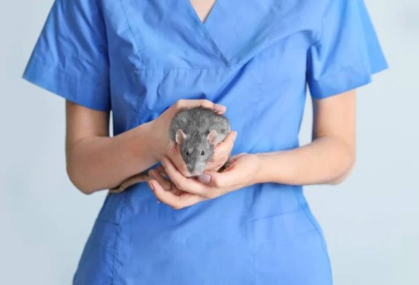 Kvinna veterinär med söt råtta på ljus bakgrund, närbild — Stockfoto