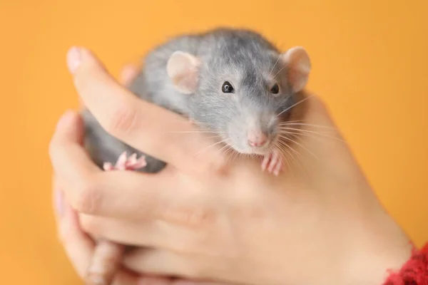 Kvinnliga händer med söt råtta på färg bakgrund — Stockfoto