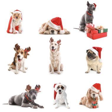 Noel Baba şapkalı köpekler ve beyaz arka planda Noel hediyeleri.