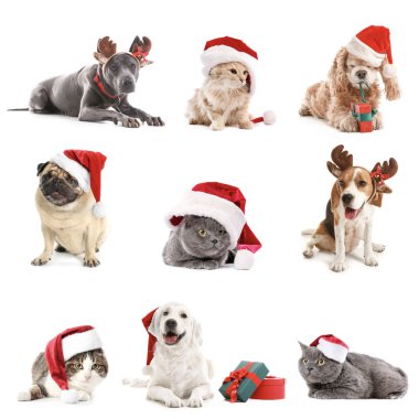 Noel Baba şapkalı şirin kediler ve köpekler beyaz arka planda Noel hediyeleri