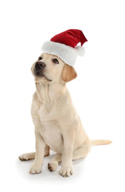 Beyaz arka planda Noel Baba şapkalı şirin Labrador köpeği.