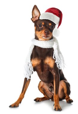 Beyaz arka planda Noel Baba şapkalı şirin teriyer köpek.