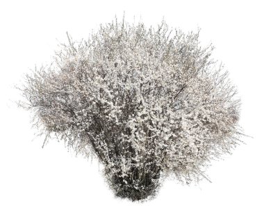 Güzel çiçek açması ağaç beyaz arka plan üzerinde