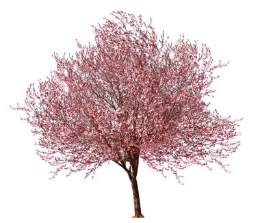 Güzel çiçek açması ağaç beyaz arka plan üzerinde