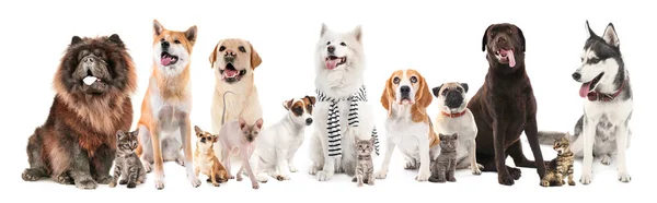 Conjunto de diferentes cães e gatos em fundo branco — Fotografia de Stock