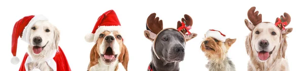Cães bonitos em chapéus de Papai Noel e chifres de veado no fundo branco — Fotografia de Stock