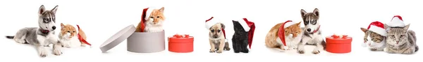Chats et chiens dans les chapeaux du Père Noël et avec des cadeaux de Noël sur fond blanc — Photo