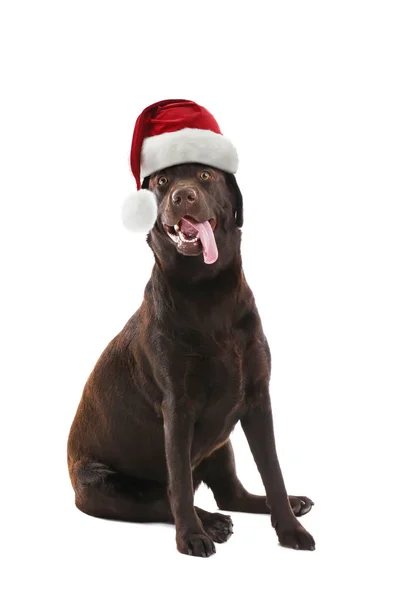 可爱的拉布拉多犬，头戴白色背景的圣诞老人帽 — 图库照片
