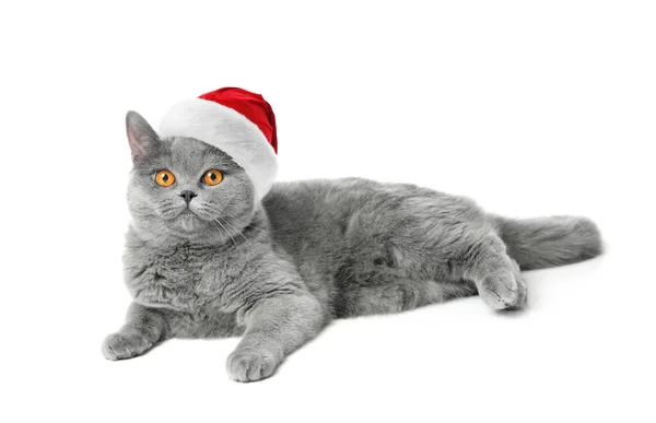 Cute British Shorthair cat in Santa Claus hat on white background — Stock Photo, Image