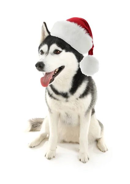 Милий хрипкий пес у капелюсі Санта Клауса на білому тлі. — стокове фото