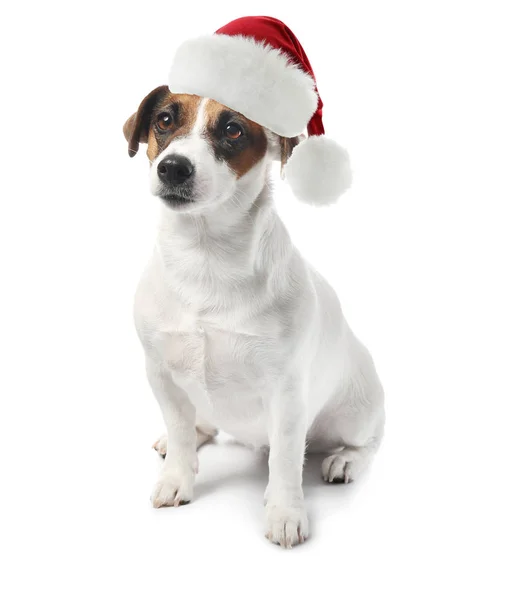 Cute terrier in Santa Claus hat on white background — Stock Photo, Image