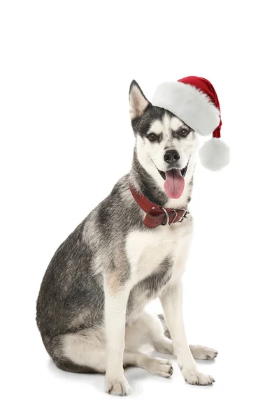 Söt husky hund i Santa Claus hatt på vit bakgrund — Stockfoto