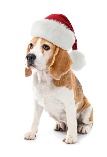 Beyaz arka planda Noel Baba şapkalı sevimli Beagle köpeği. — Stok fotoğraf