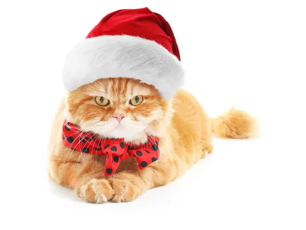 Cute Persian cat in Santa Claus hat on white background — Stock Photo, Image