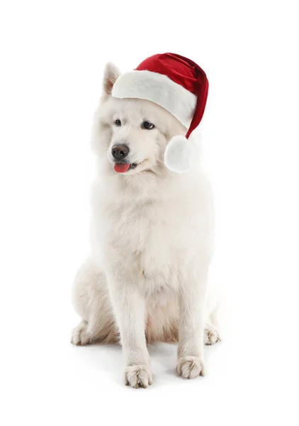 Roztomilý Samoyed pes v Santa Claus klobouk na bílém pozadí — Stock fotografie