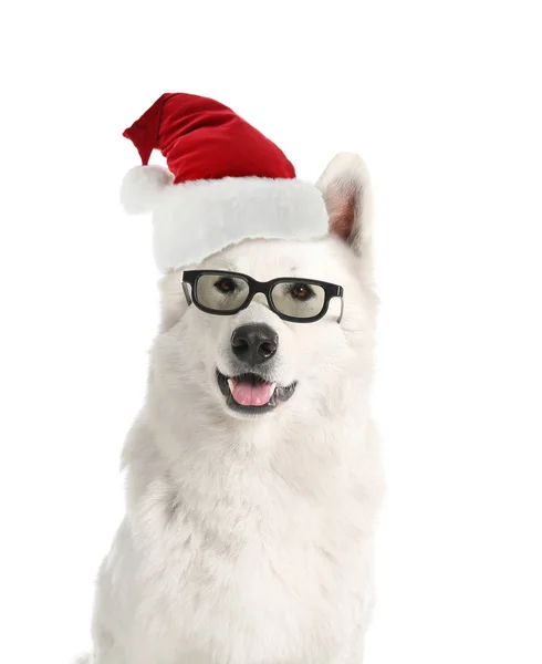Roztomilý legrační pes s brýlemi a Santa Claus klobouk na bílém pozadí — Stock fotografie