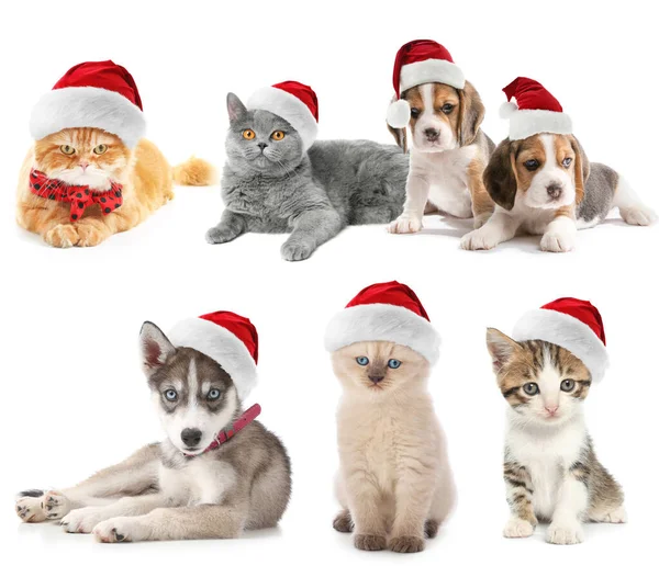 Roztomilé psy a kočky v Santa Claus klobouky na bílém pozadí — Stock fotografie