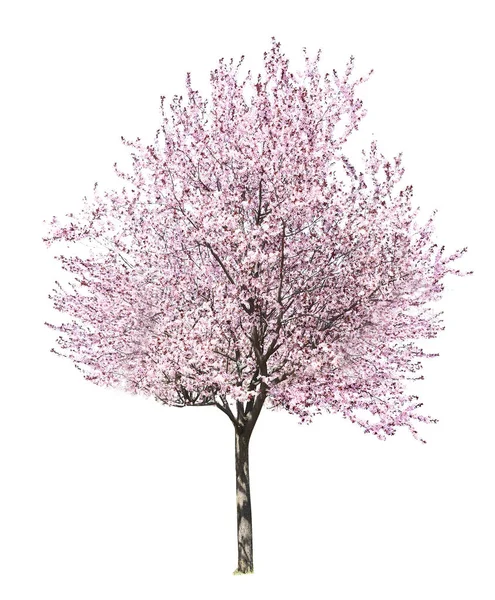 Bello albero fiorito su sfondo bianco — Foto Stock