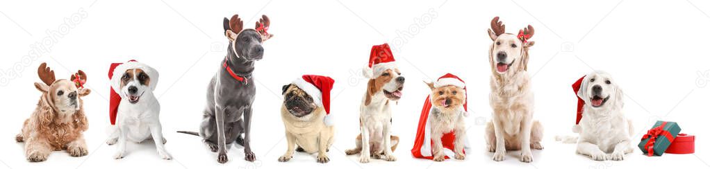 Dogs in Santa Claus hats and with Christmas gifts on white background