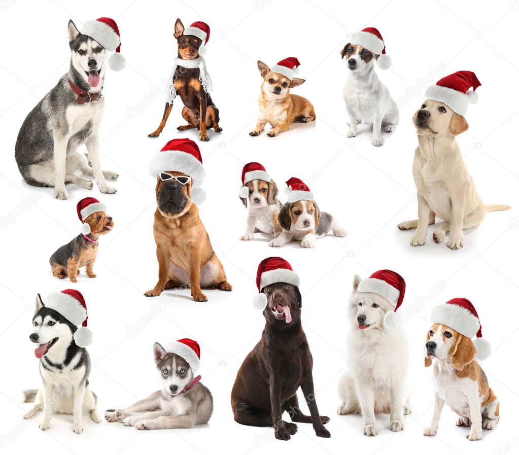 Cute dogs in Santa Claus hats on white background