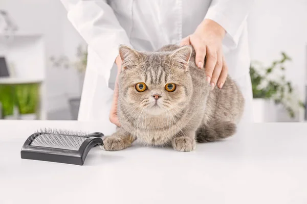 Groomer com gato engraçado bonito no salão — Fotografia de Stock