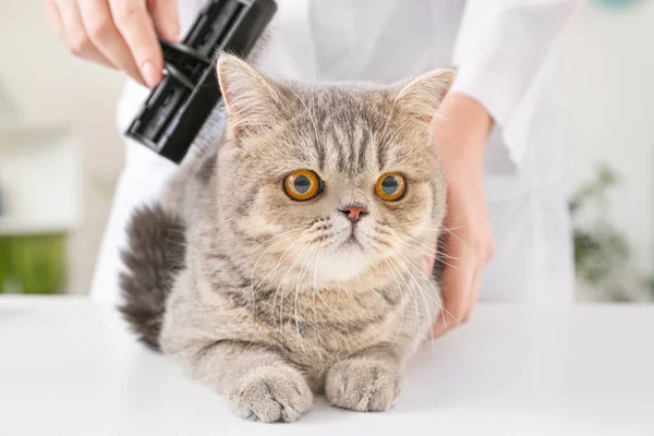 Groomer brushing cute funny cat in salon — Stock Photo, Image
