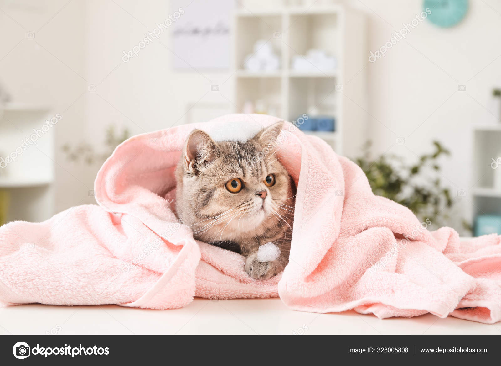 Chat Drole Mignon Apres Le Lavage Dans Le Salon De Toilettage Image Libre De Droit Par Serezniy C