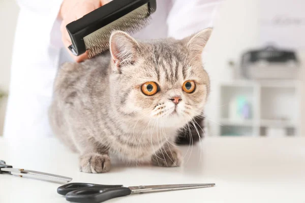 Groomer brushing cute funny cat in salon — Stock Photo, Image