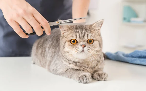 Groomer cutting cat's hair in salon — Stock Photo, Image