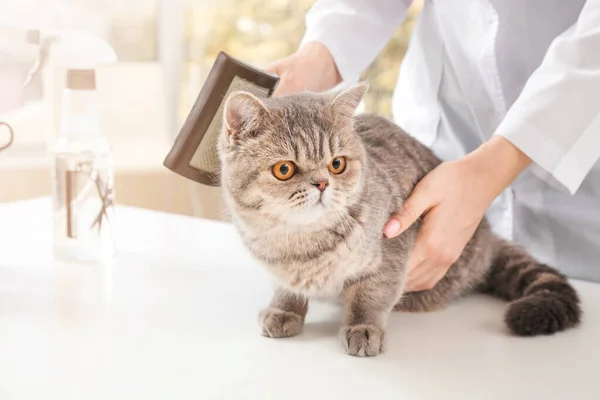 Groomer brushing cute funny cat in salon — Stock Photo, Image