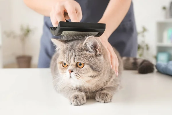 Groomer brushing cute funny cat in salon — Stock Photo, Image