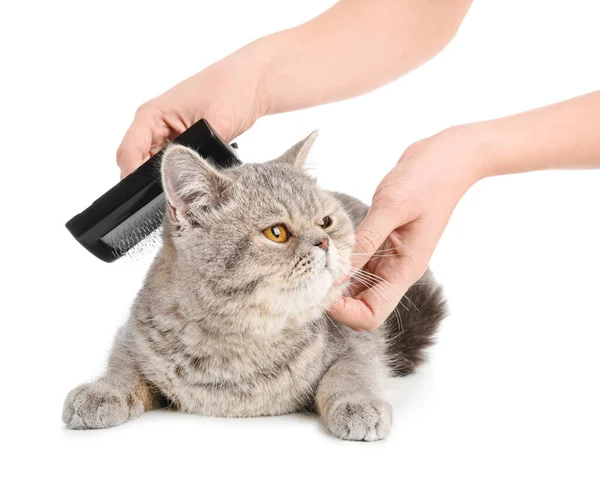 Groomer brushing cute cat on white background — Stock Photo, Image