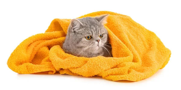 Cute cat with towel on white background — Stock Photo, Image