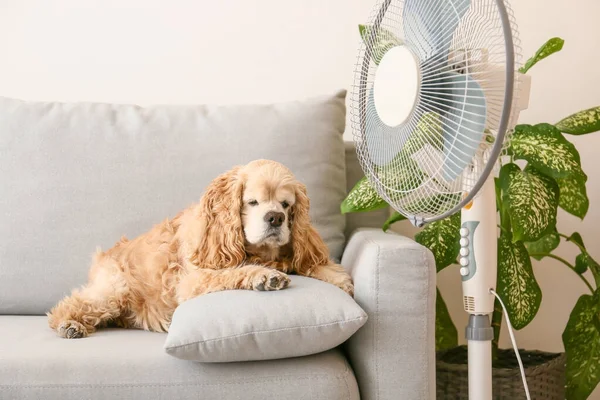 Cute dog in room with operating electric fan — Stock Photo, Image