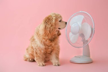 Renkli arka planda sevimli köpek ve elektrikli fan.