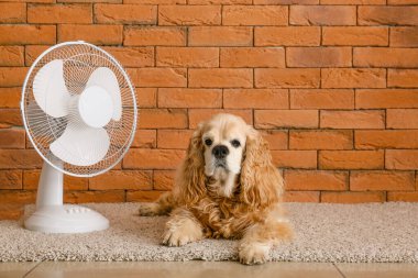 Tatlı köpek ve elektrikli vantilatör tuğla duvarın yanında.