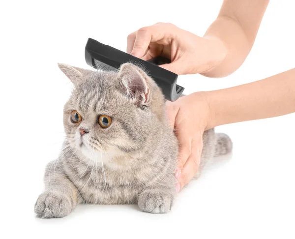 Groomer brushing cute cat on white background — Stock Photo, Image